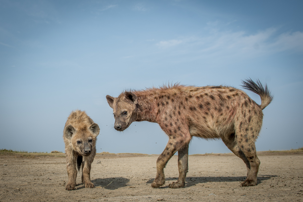 Curious, this female hyena and her cub warily check out the BeetleCam.